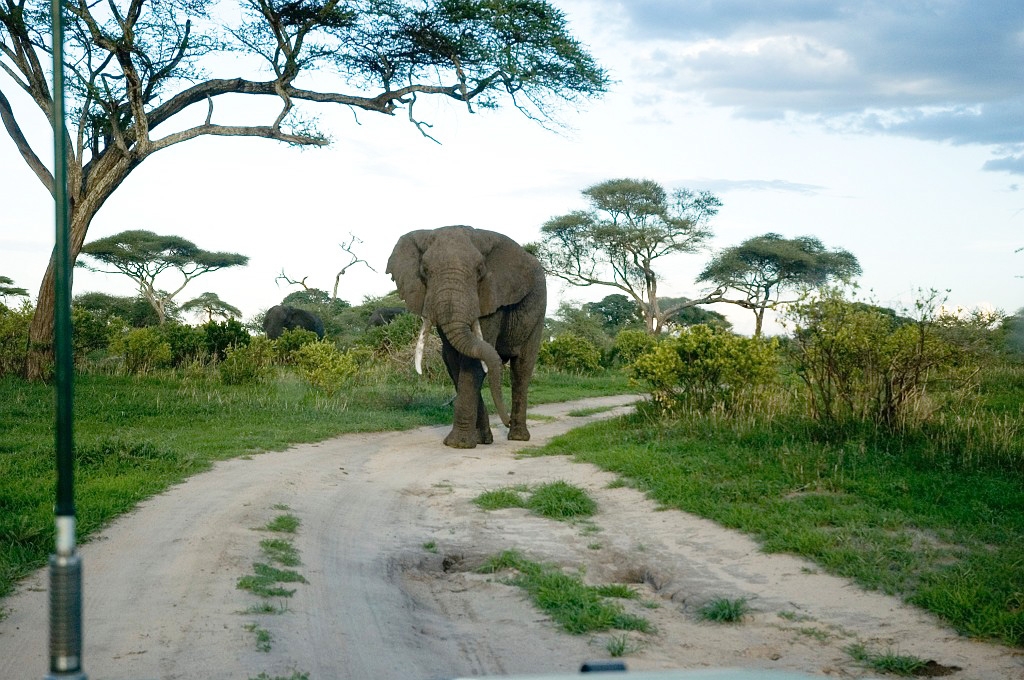 Tarangira Elefant06_1.jpg - African Elephant (Loxodonta africana), Tanzania March 2006